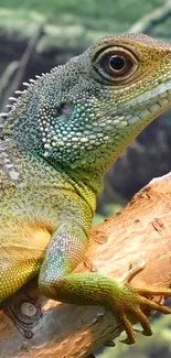 Vibrant green lizard resting on a natural wood perch with a blurred green background.