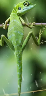 Lizard clinging to a branch with a soft green background.