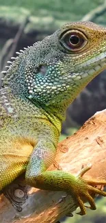 Close-up of vibrant green lizard on branch, showcasing detailed textures.