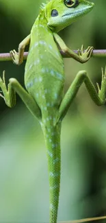 Close-up of a green lizard on a branch.