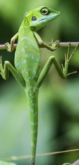 Close-up of a vibrant green lizard perched on a branch.