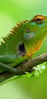 Green lizard on branch in vibrant wallpaper