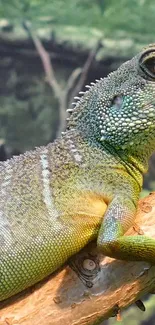 Close-up of a vibrant green lizard on a branch in lush surroundings.