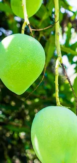 Close-up of green mangoes on a tree.