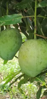 Two green mangoes hanging from a tree, lush natural wallpaper.