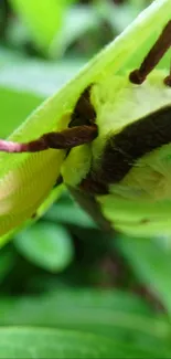 Close-up of a vibrant green moth on leaves, perfect for a nature-themed wallpaper.