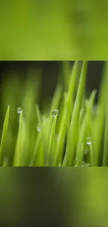 Close-up of green grass with dew drops.