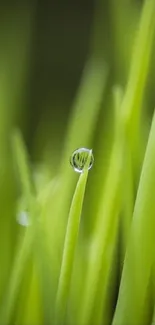 Closeup of dew on vibrant green grass blades.