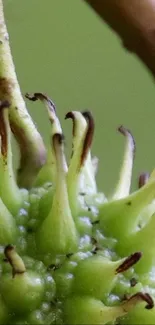 Close-up of vibrant green botanical elements with textured details.