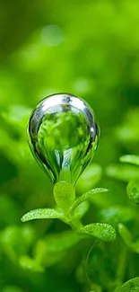 Close-up of a shiny water droplet on lush green leaves.