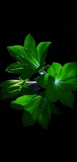 Bright green leaves glowing on a black background.