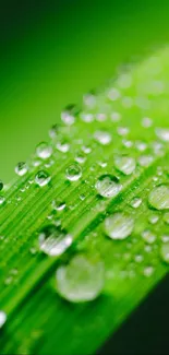 Close-up of dew on a vibrant green leaf wallpaper.