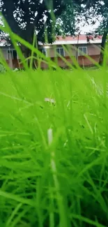 Closeup shot of vibrant green grass with trees in the background.