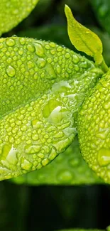 Close-up of green leaves with dew droplets, vibrant nature scene.