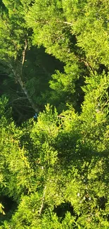 Sunlit green tree branches in a serene forest setting.