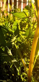 Close-up of vibrant green leaves with sunlight on a mobile wallpaper.