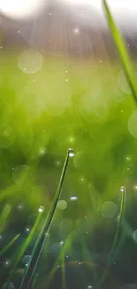 Close-up view of dewy green grass with a bokeh effect background.