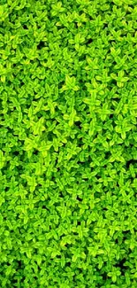 Vibrant green foliage wallpaper with lush, dense leaves.