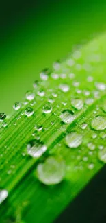 Close-up of green leaf with fresh dew droplets.