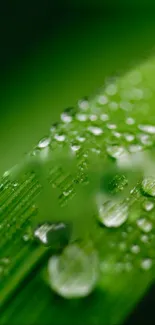 Close-up of green leaf with dewdrops, ideal for nature lovers' phones.