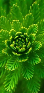 Vibrant green nature wallpaper with intricate fern-like patterns.