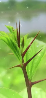 Close-up of a green plant with sharp thorns against a blurred natural background.