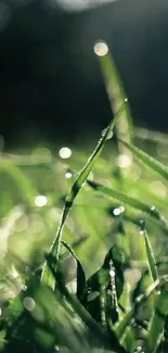 Close-up of green grass with morning dew in sunlight.