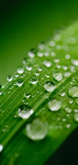 Close-up of a green leaf with dew droplets, vibrant nature wallpaper.