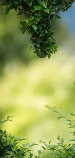 Vibrant green leaves forming a tranquil nature background.