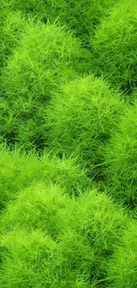 Vibrant lime green leafy texture mobile wallpaper.