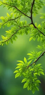 Vibrant green leaves on branches against a soft green background.