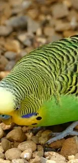 Close-up of a vibrant green parakeet on pebbly ground.