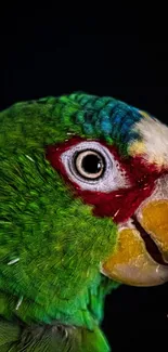 Close-up image of a vibrant green parrot with colorful plumage on a dark background.