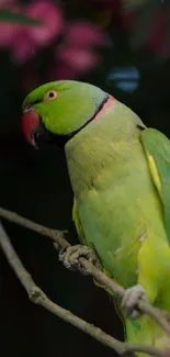 Green parrot perched with pink floral blur background.