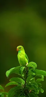 Vibrant green parrot perched on leafy branch in nature wallpaper.