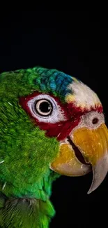 Close-up of a vibrant green parrot with colorful feathers on a black background.