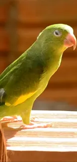 Green parrot perched on wood with earthy background.