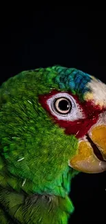 Close-up vibrant green parrot on black background, showcasing colorful feathers.