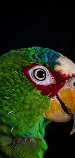 Vibrant green parrot on a dark background, close-up view.