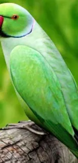 Vibrant green parrot perched on branch, set as wallpaper.