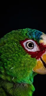 Close-up of a vibrant green parrot on a black background, perfect for mobile wallpaper.