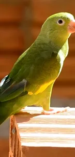 Vibrant green parrot perched in nature.