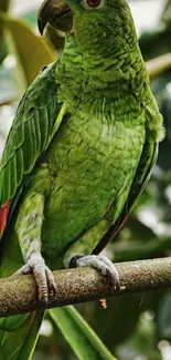 Vibrant green parrot perched on a branch with lush green background.