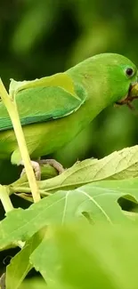 Vibrant green parrot perched on lush leaves.