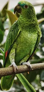 Lively green parrot on branch with lush background.