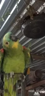 Bright green parrot perched indoors with rustic background.