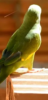 Vibrant green parrot on a wooden perch under sunlight.