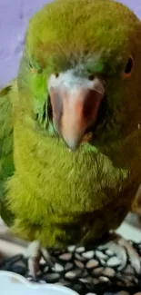 Close-up of a vibrant green parrot on a blurred background.