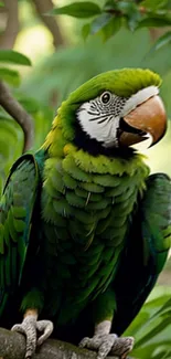 Green parrot sitting on branch in jungle setting, vibrant feathers.