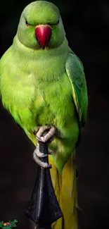 Lush green parrot perched on a branch with vivid feathers and a stunning backdrop.